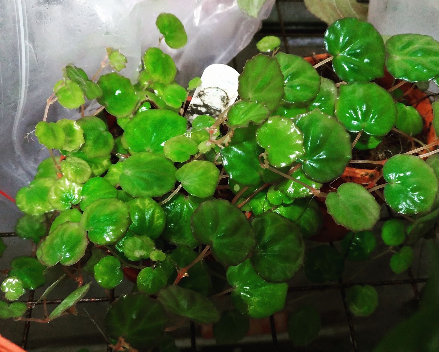 B. lichenora